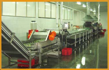 vegetable processing line